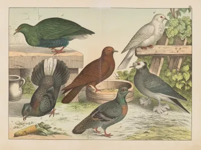Historja Naturalna Ptakow Natural History Of Birds Pl 20