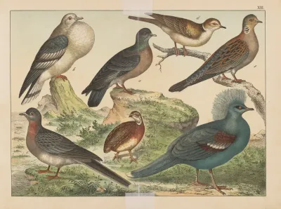 Historja Naturalna Ptakow Natural History Of Birds Pl 21