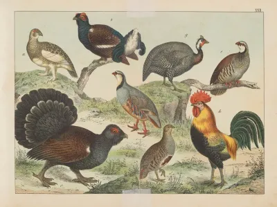 Historja Naturalna Ptakow Natural History Of Birds Pl 22