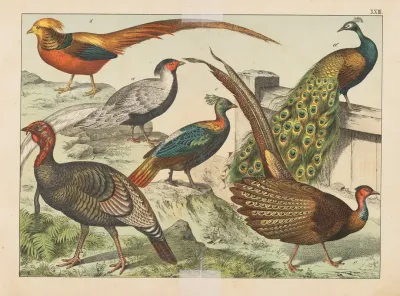Historja Naturalna Ptakow Natural History Of Birds Pl 23