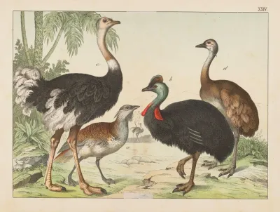 Historja Naturalna Ptakow Natural History Of Birds Pl 24