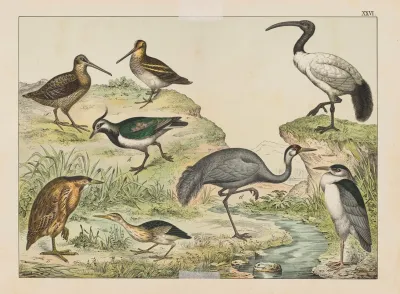 Historja Naturalna Ptakow Natural History Of Birds Pl 26