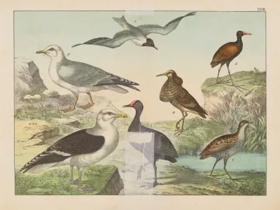 Historja Naturalna Ptakow Natural History Of Birds Pl 27