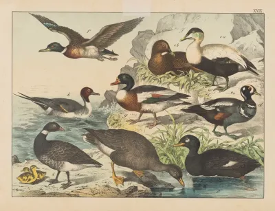 Historja Naturalna Ptakow Natural History Of Birds Pl 29