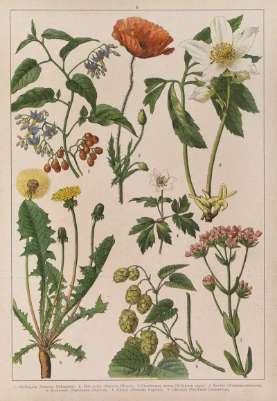 Historya Naturalna W Obrazach Pl 05