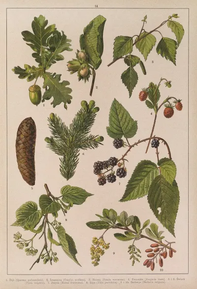 Historya Naturalna W Obrazach Pl 14