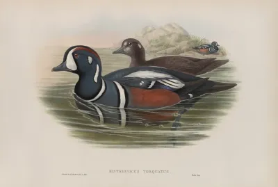 Histrionicus Torquatus Harlequin Duck