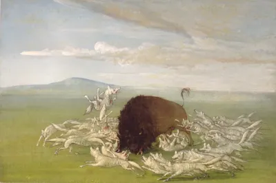 Hite Wolves Attacking A Buffalo Bull