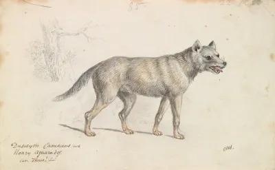 Hoary Aguara Dog