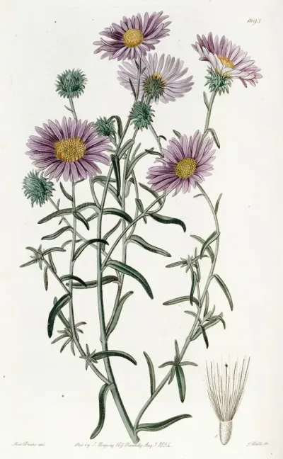 Hoary Diplopappus