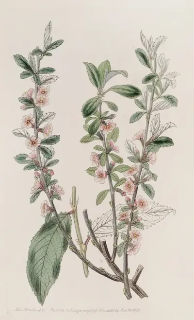 Hoary Leaved Almond