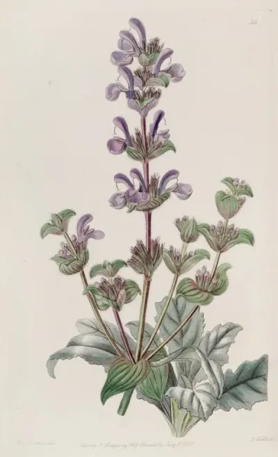Hoary Sage