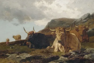 Hochlandrinder