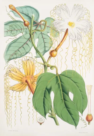 Hodgsonia Heteroclita Hook Fil Et Thoms Female Plant 2