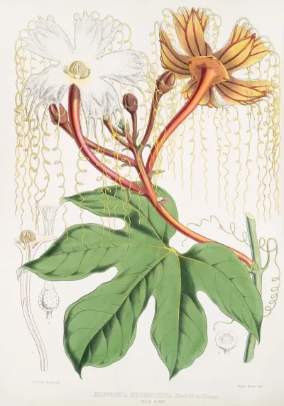 Hodgsonia Heteroclita Hook Fil Et Thoms Male Plant 2