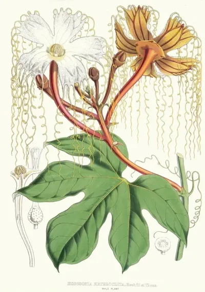 Hodgsonia Heteroclita Hook Fil Et Thoms Male Plant