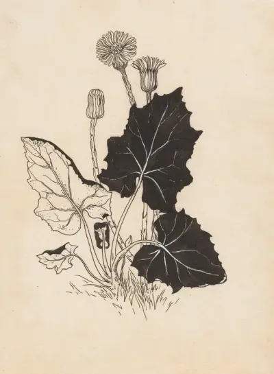 Hoefblad