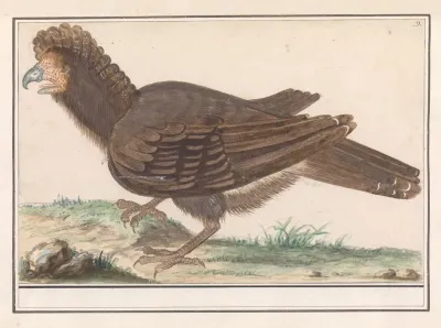 Hoendervogel Galliformes