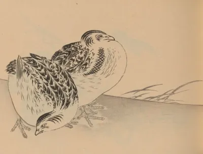 Hogajo Pl 04