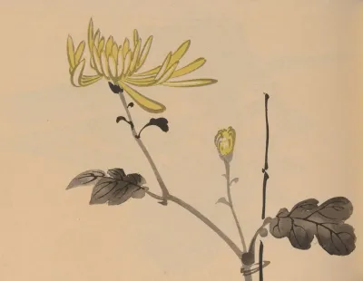 Hogajo Pl 07