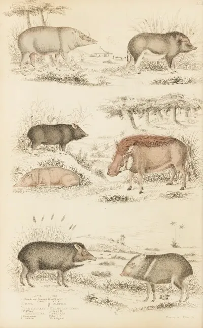 Hogs Ethiopian Hogs Peecaris