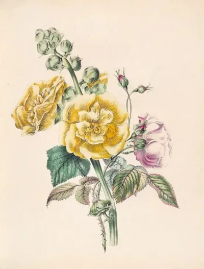 Hollyhock And China Rose
