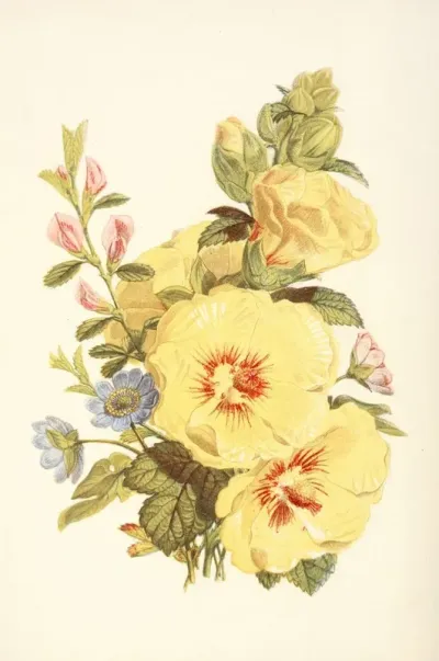 Hollyhock Hepatica Rest Harrow