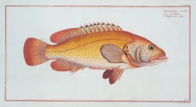 Holocentrus Auratus
