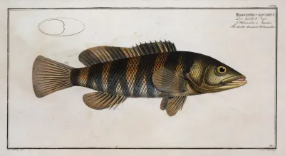 Holocentrus Fasciatus The Double Streaked Holocentre