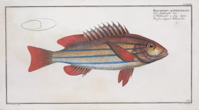 Holocentrus Quinquelineatus The Five Striped Holocentre