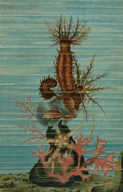 Holothurians And Sea Star