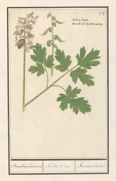 Holwortel Corydalis Cava Boonkens Holwortel Radix Cava Racine Creuse