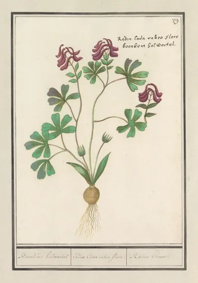 Holwortel Corydalis Cava Boonkens Holwortel Radix Cava Rubro Flore Racine Creuse