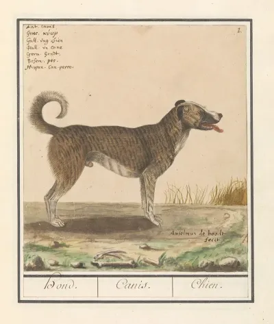 Hond Canis Lupus Familiaris