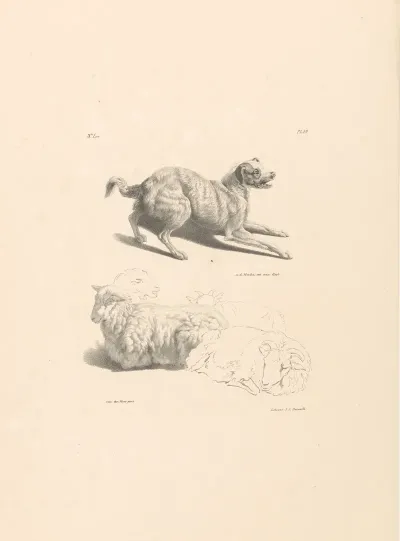 Hond En Schapen