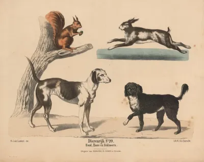 Hond Haas En Eekhoorn