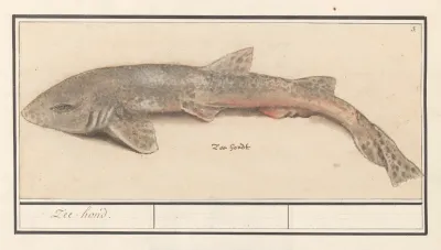 Hondshaai Scyliorhinus Canicula Zee Hond