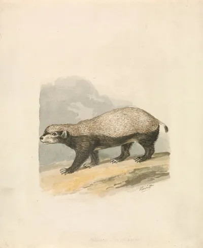 Honey Badger