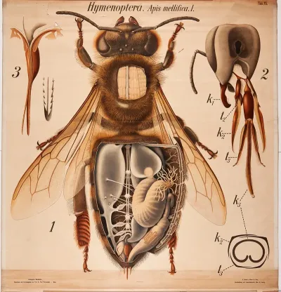 Honeybee 2