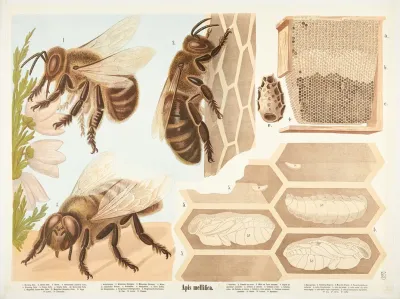 Honeybee Apis Mellifica