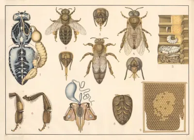 Honeybee
