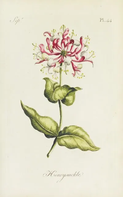 Honeysuckle 5