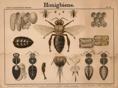 Honigbiene