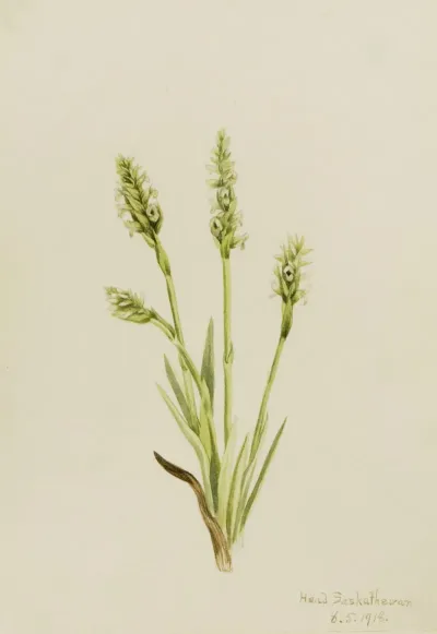 Hooded Ladies Tresses Ibidium Strictum 2
