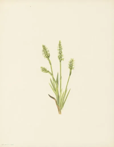 Hooded Ladies Tresses Ibidium Strictum 3