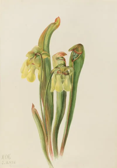 Hooded Pitcherplant Sarracenia Minor 2