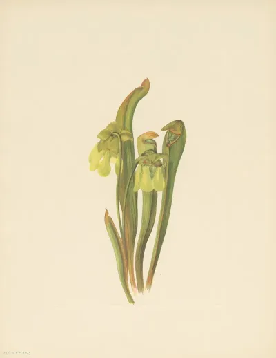 Hooded Pitcherplant Sarracenia Minor 3