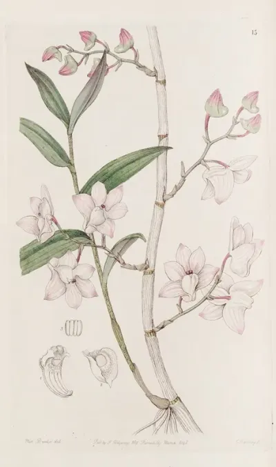 Hooked Dendrobe