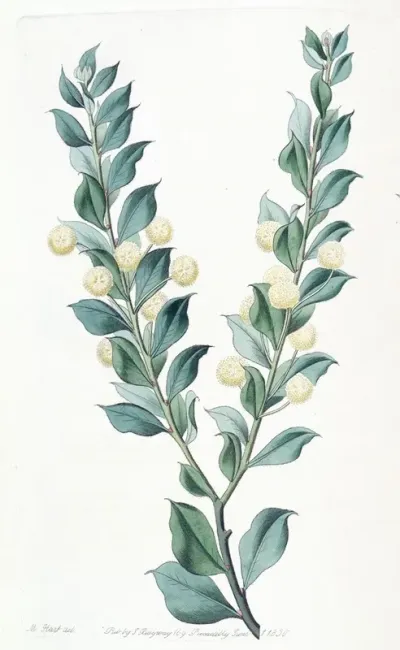 Hooked Leaved Acacia