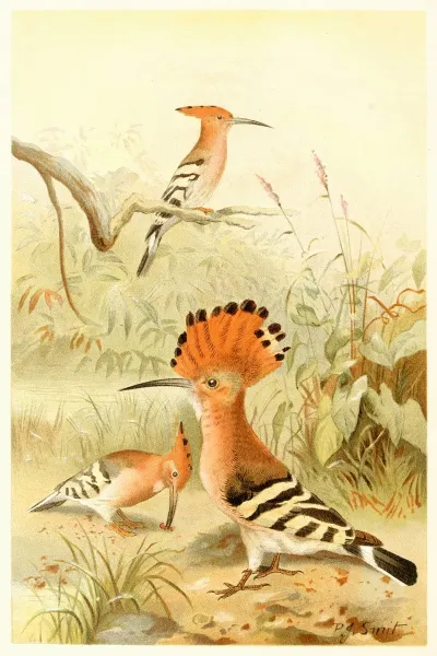 Hoopoes